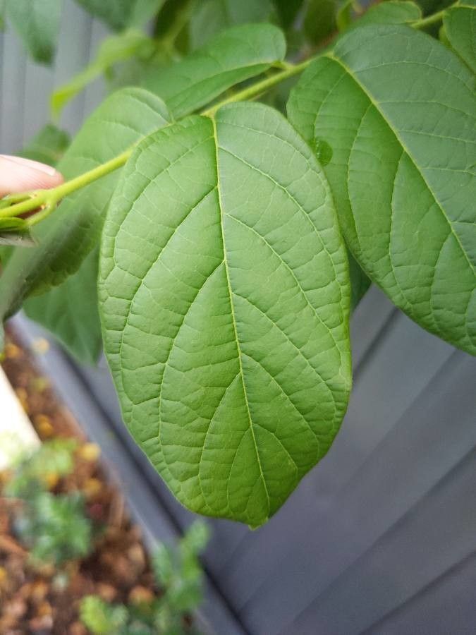 Combretum indicum — search result for 'Combretum'