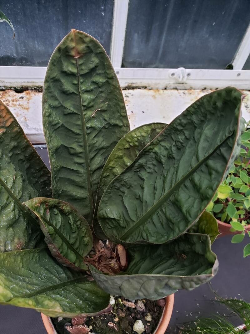 Anthurium willifordii — search result for 'Anthurium'