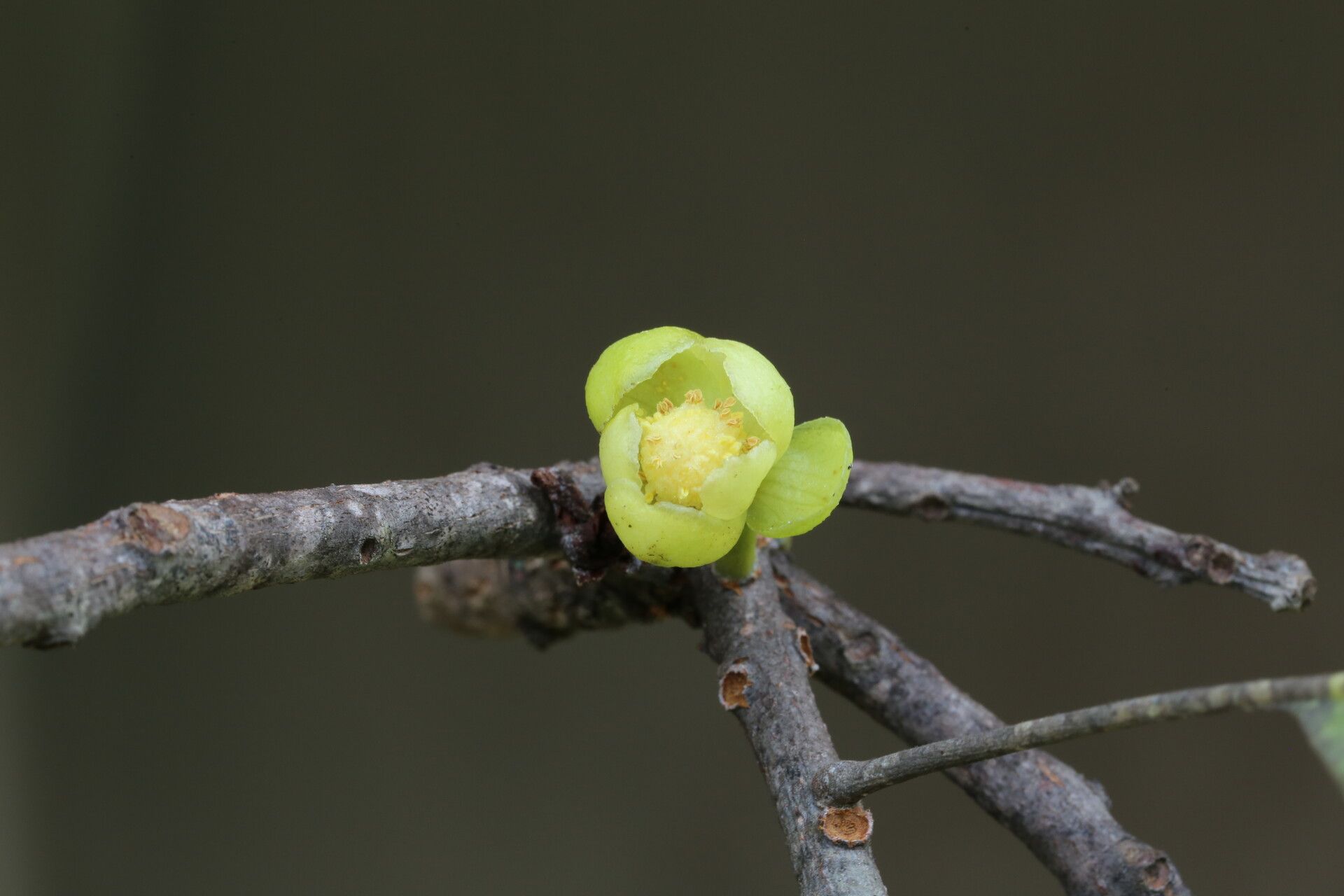 Uapaca nitida flower
