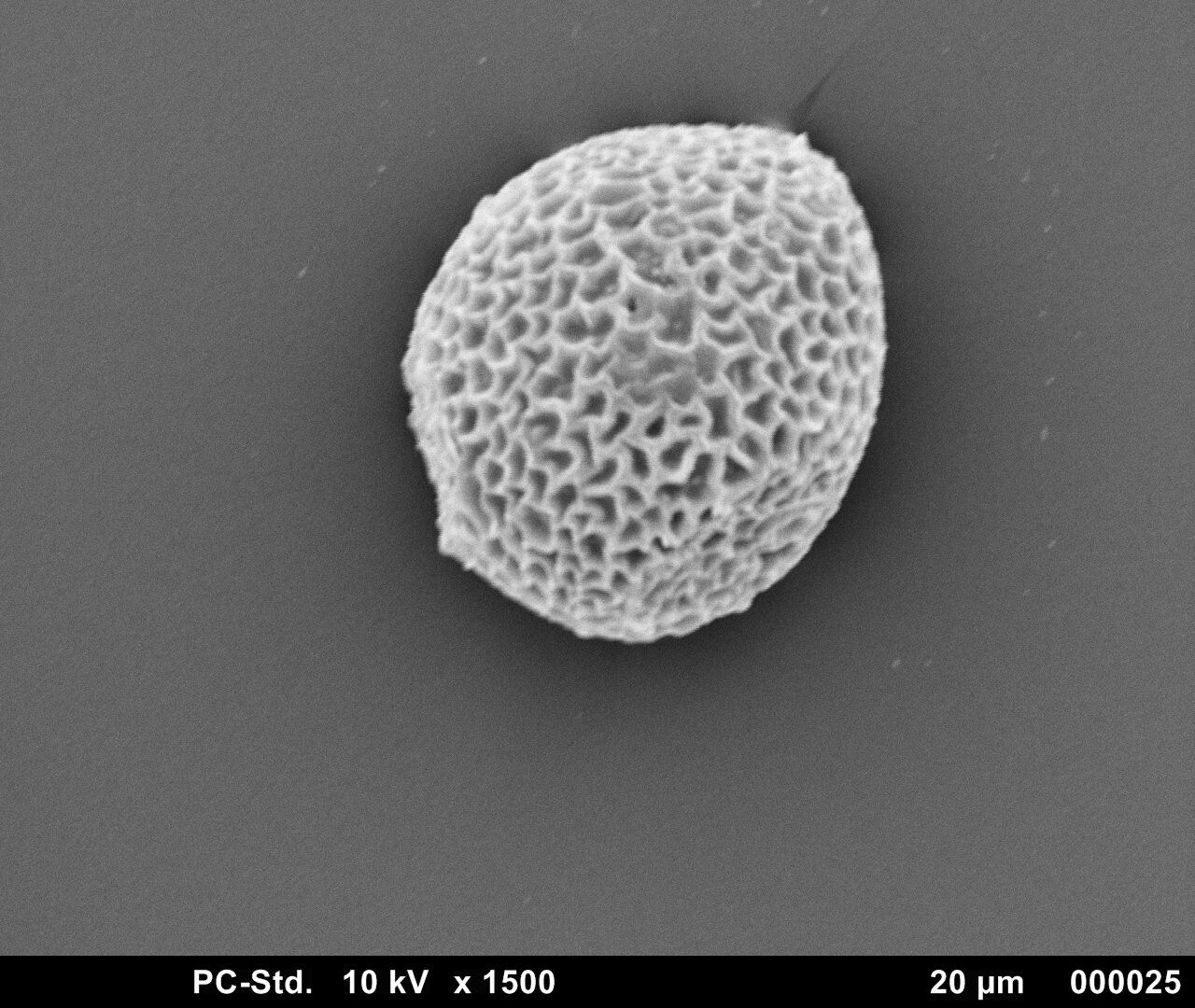 Bignonia noterophila fruit