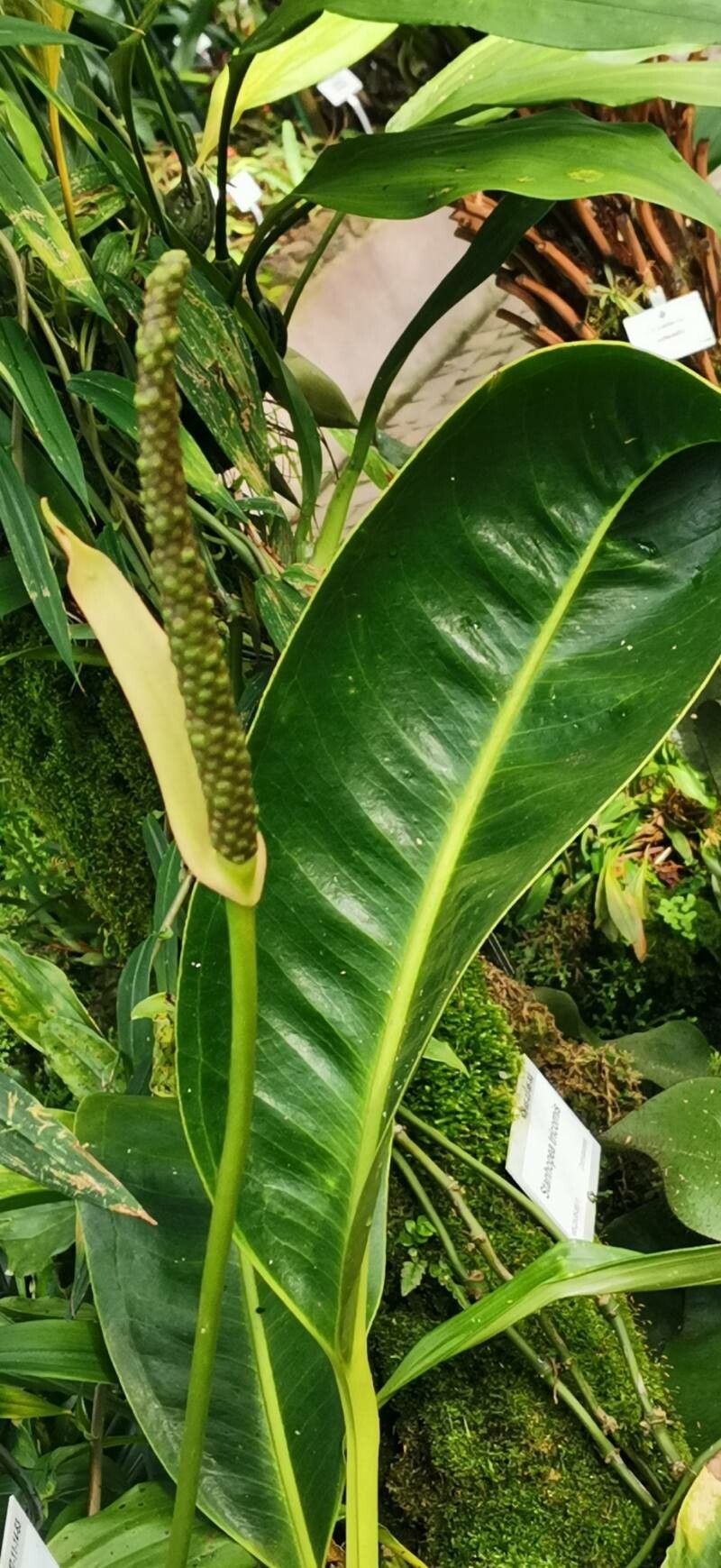 Anthurium willdenowii habit