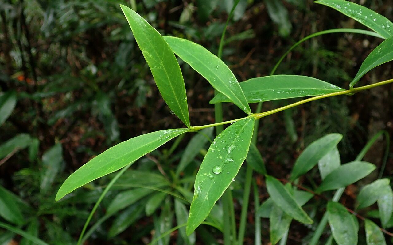 Wikstroemia indica leaf