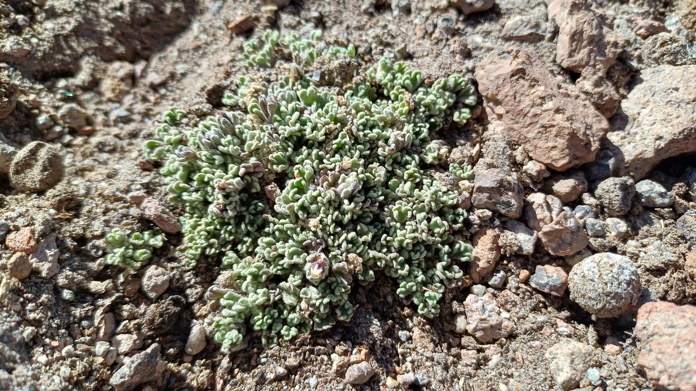 Nototriche azorella — houseplant care guide