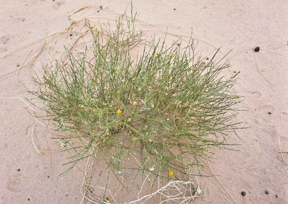 Brocchia cinerea habit