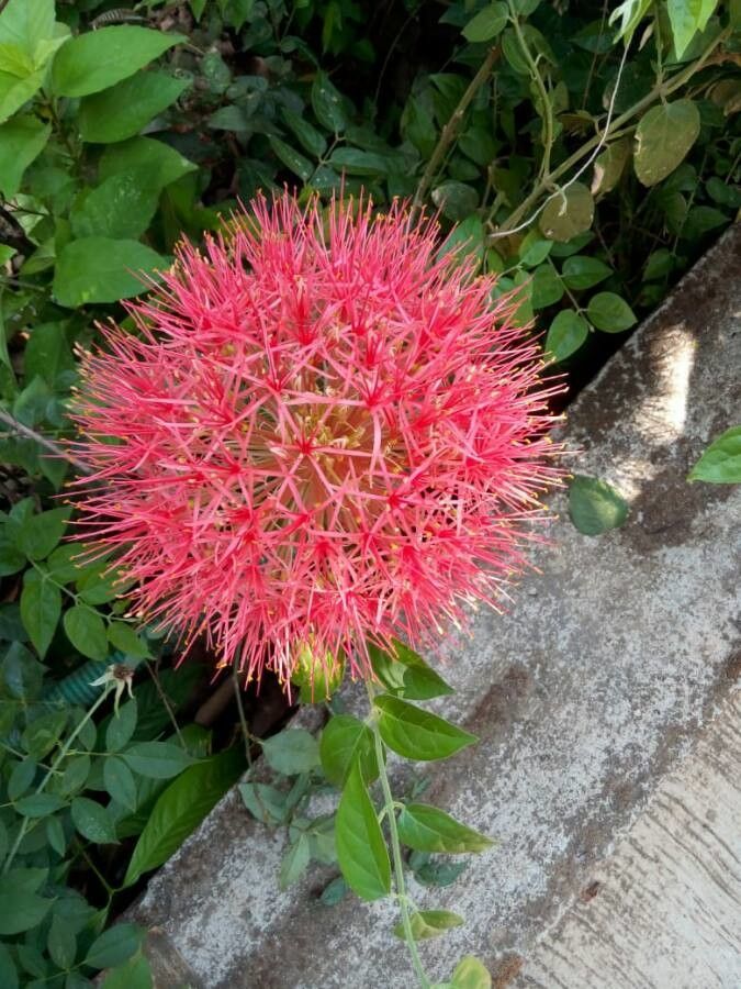 Scadoxus multiflorus flower