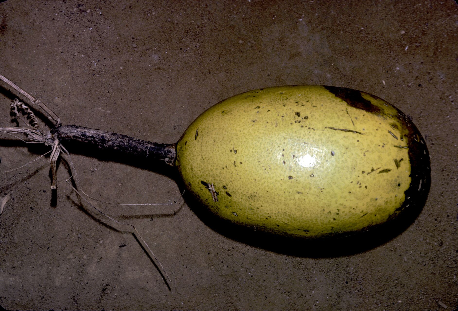 Melothria sphaerocarpa fruit