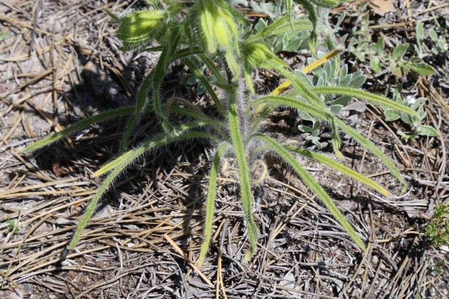 Onosma rhodopaea — houseplant care guide