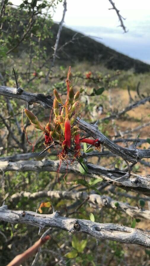 Rhamnus crocea habit