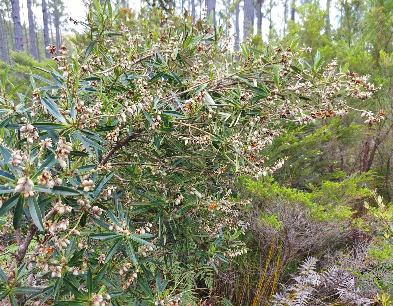 Hibbertia podocarpifolia habit