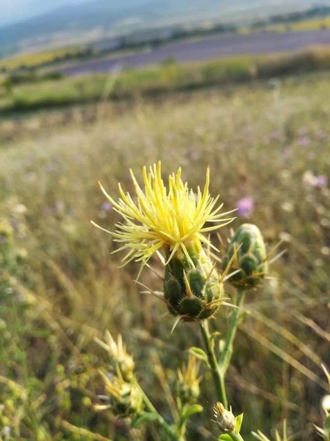 Centaurea salonitana flower