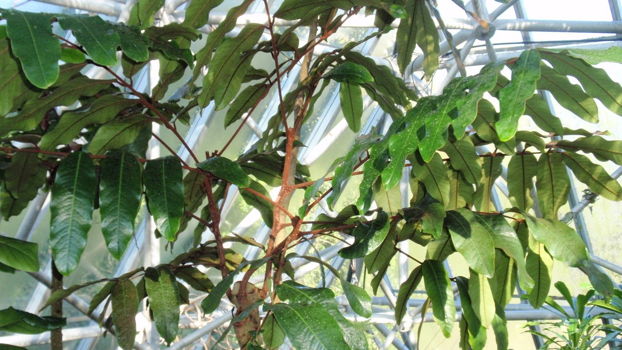 Aglaia meridionalis — houseplant care guide