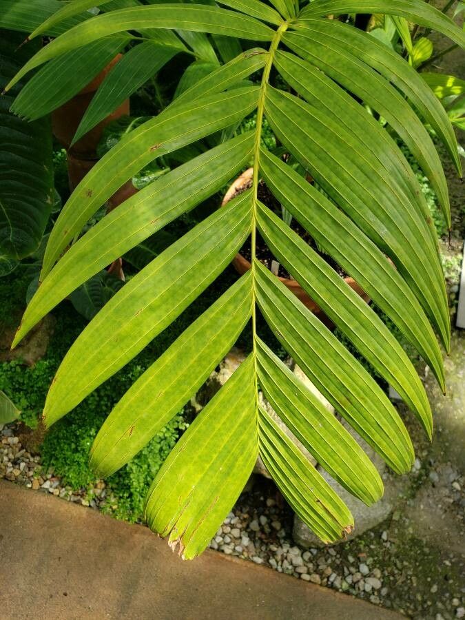 Pinanga insignis — houseplant care guide