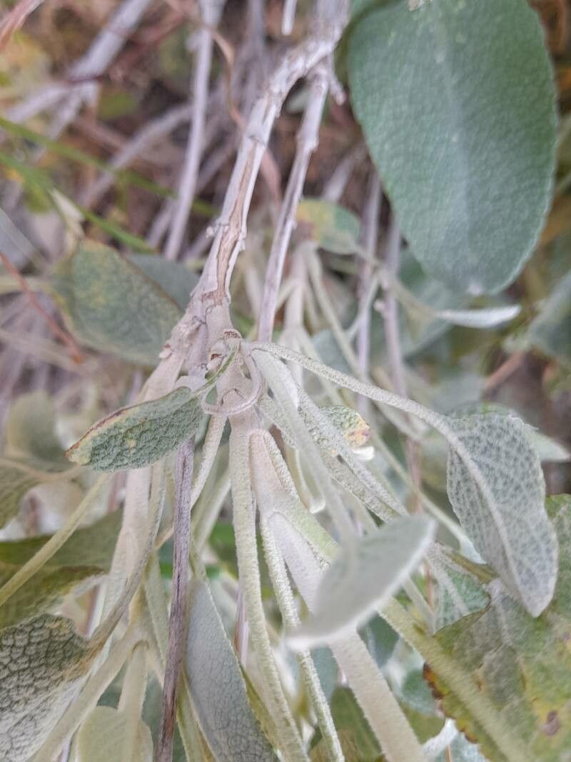Phlomis aucheri bark