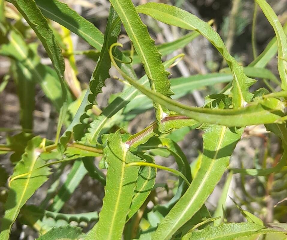 Mutisia subspinosa — houseplant care guide