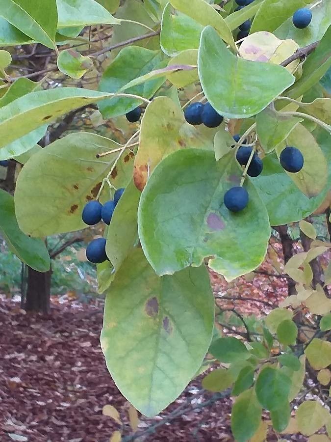 Chionanthus retusus leaf