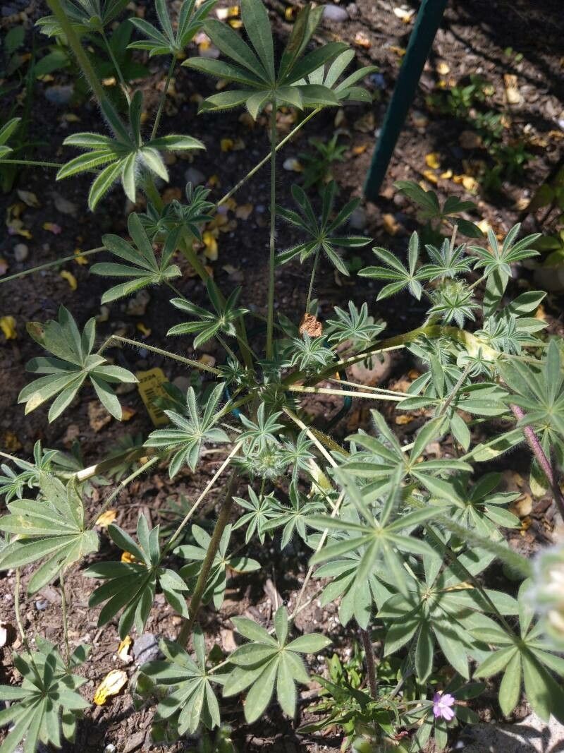 Lupinus microcarpus — search result for 'Lupinus'