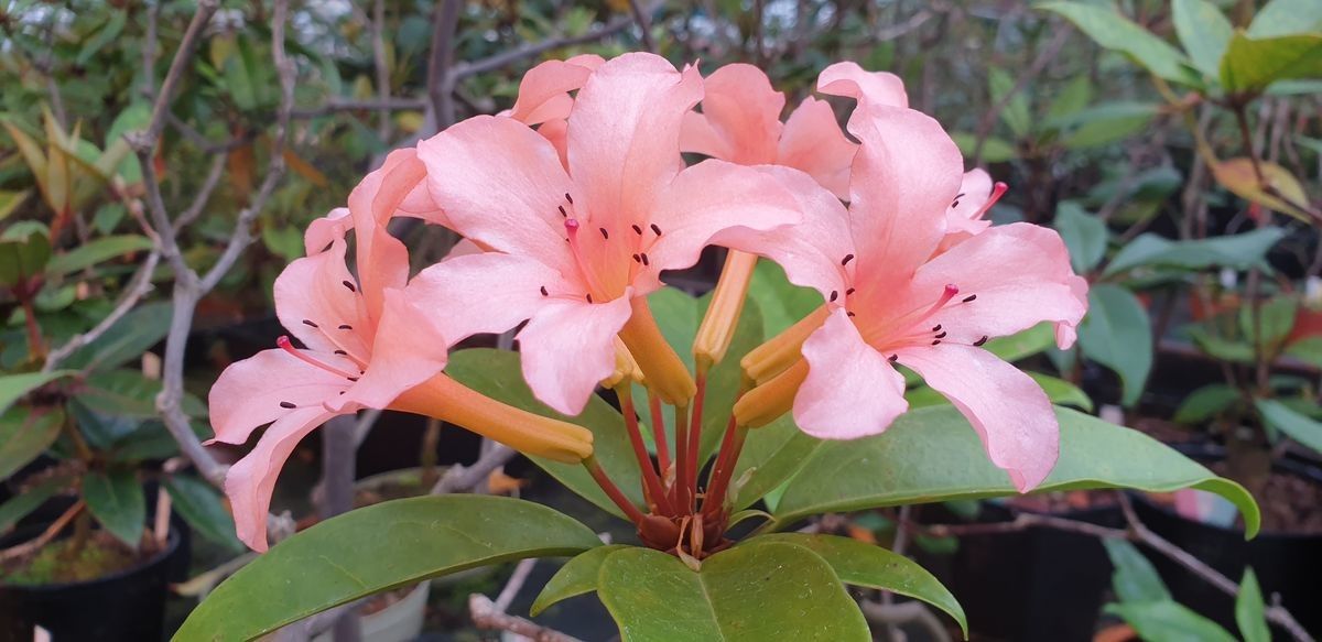Rhododendron longiflorum — houseplant care guide