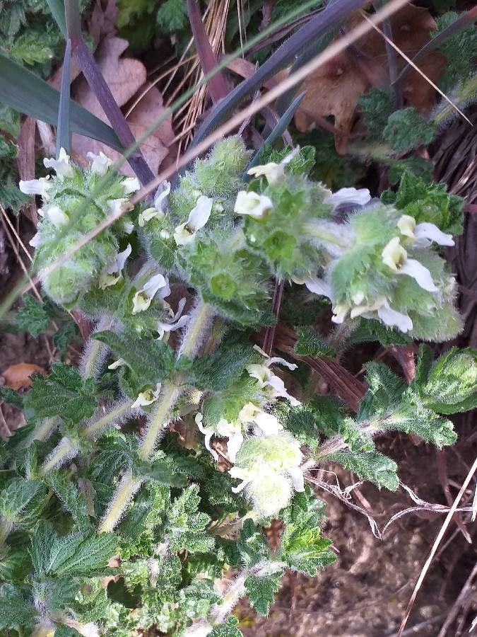 Sideritis hirsuta flower
