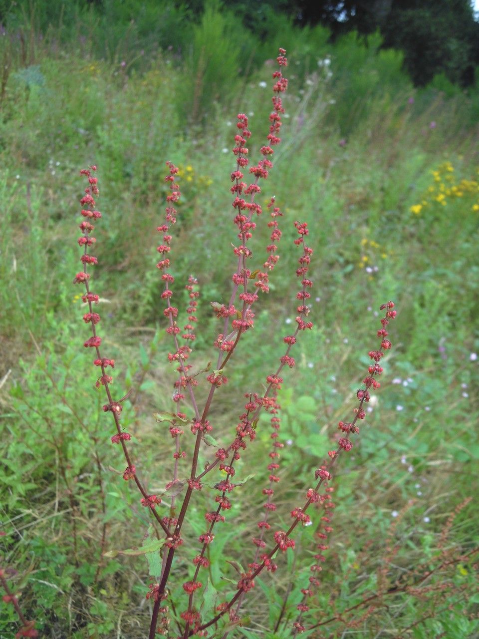 Rumex x ruhmeri — houseplant care guide