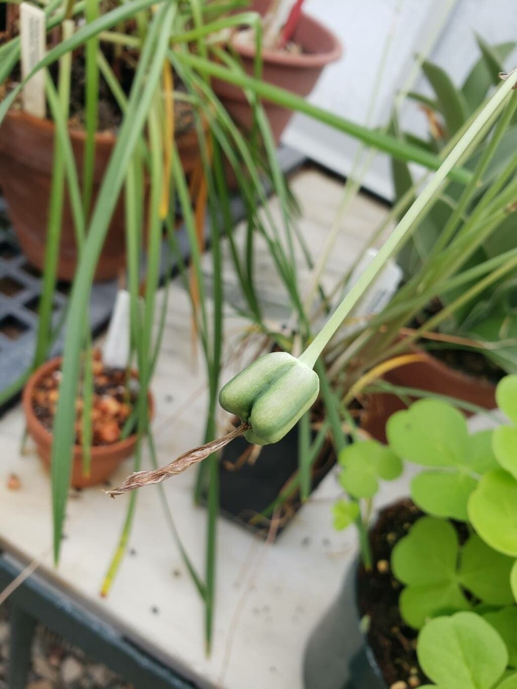 Zephyranthes tubispatha fruit