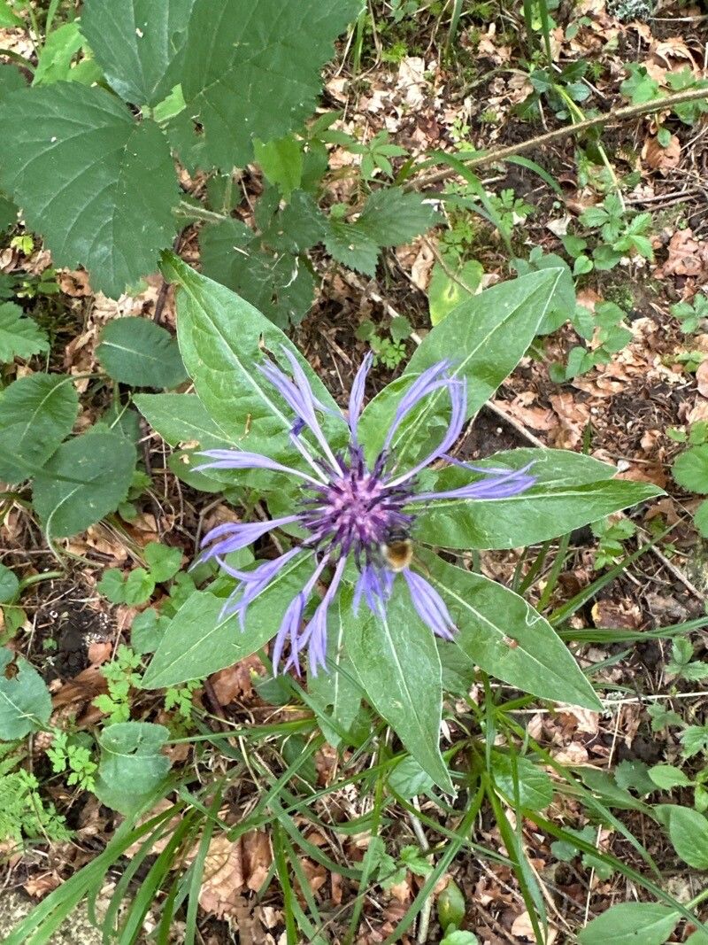 Centaurea graminifolia — clay tolerant houseplant