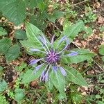 Centaurea graminifolia