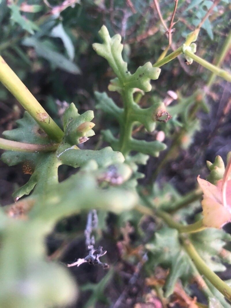 Senecio glaucus — search result for 'Senecio'