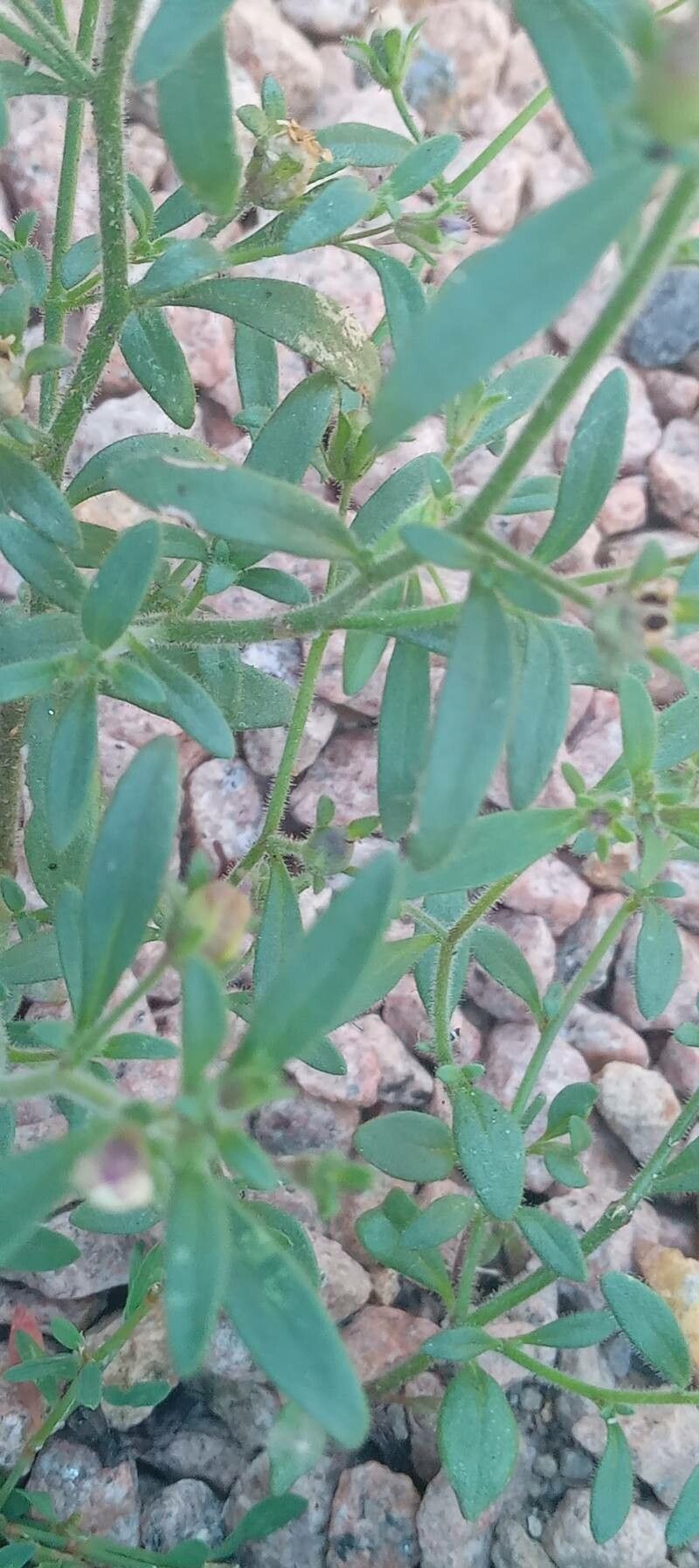 Chaenorrhinum minus leaf