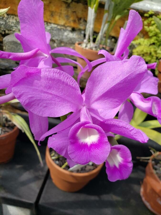 Guarianthe skinneri flower