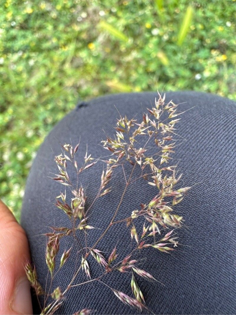 Agrostis pourretii — search result for 'Agrostis'