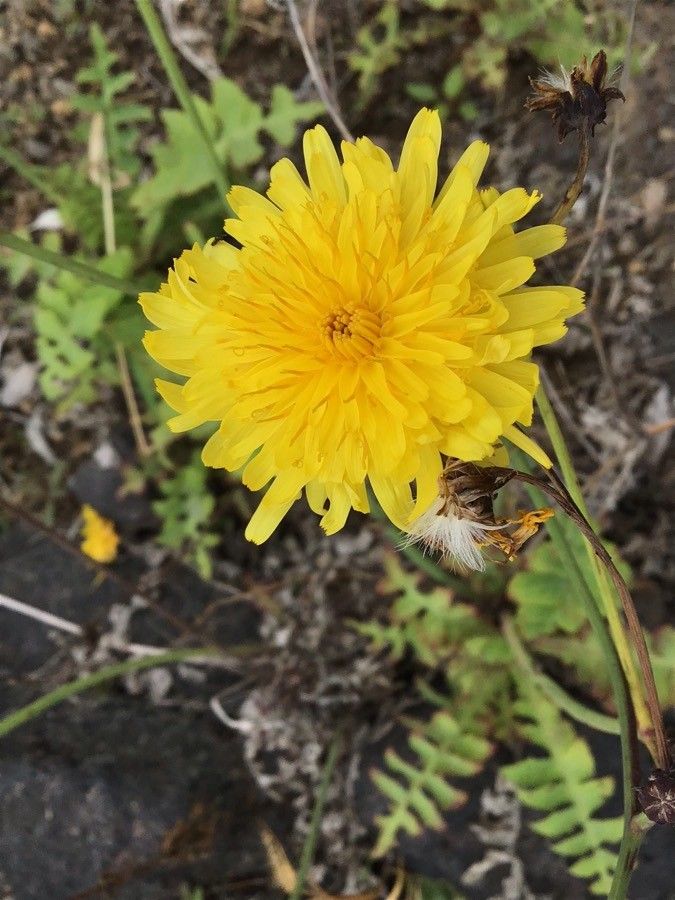 Sonchus fauces-orci flower