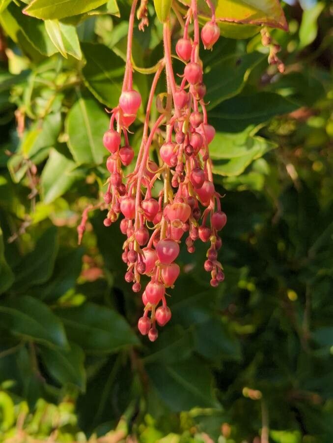 Arbutus menziesii flower