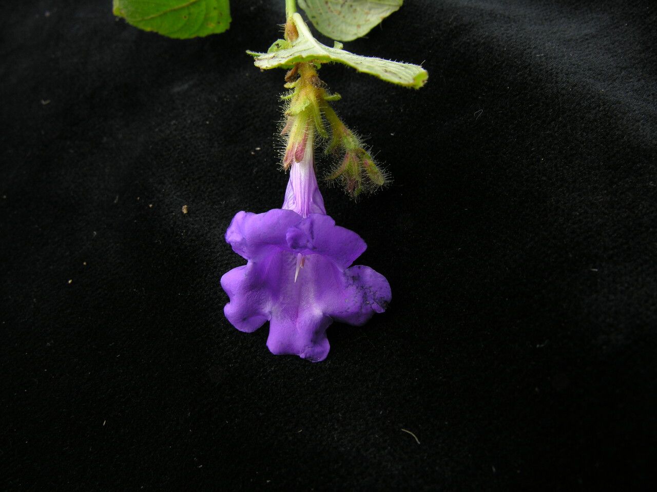 Strobilanthes extensa flower