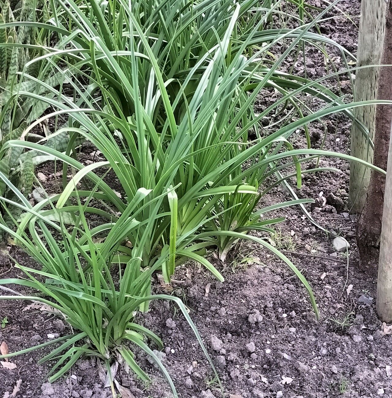 Kniphofia × praecox leaf