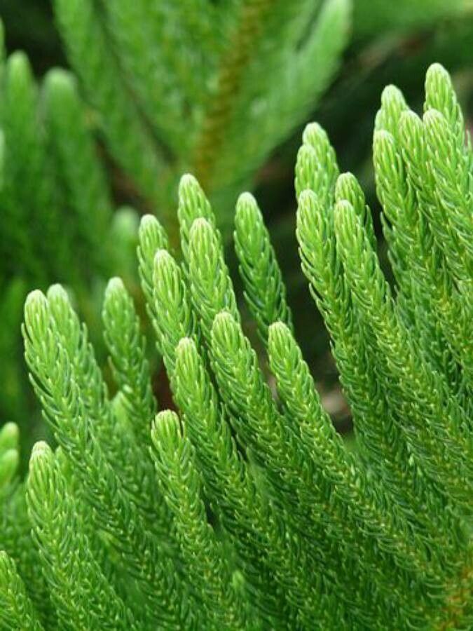 Araucaria schmidii — search result for 'Araucaria'