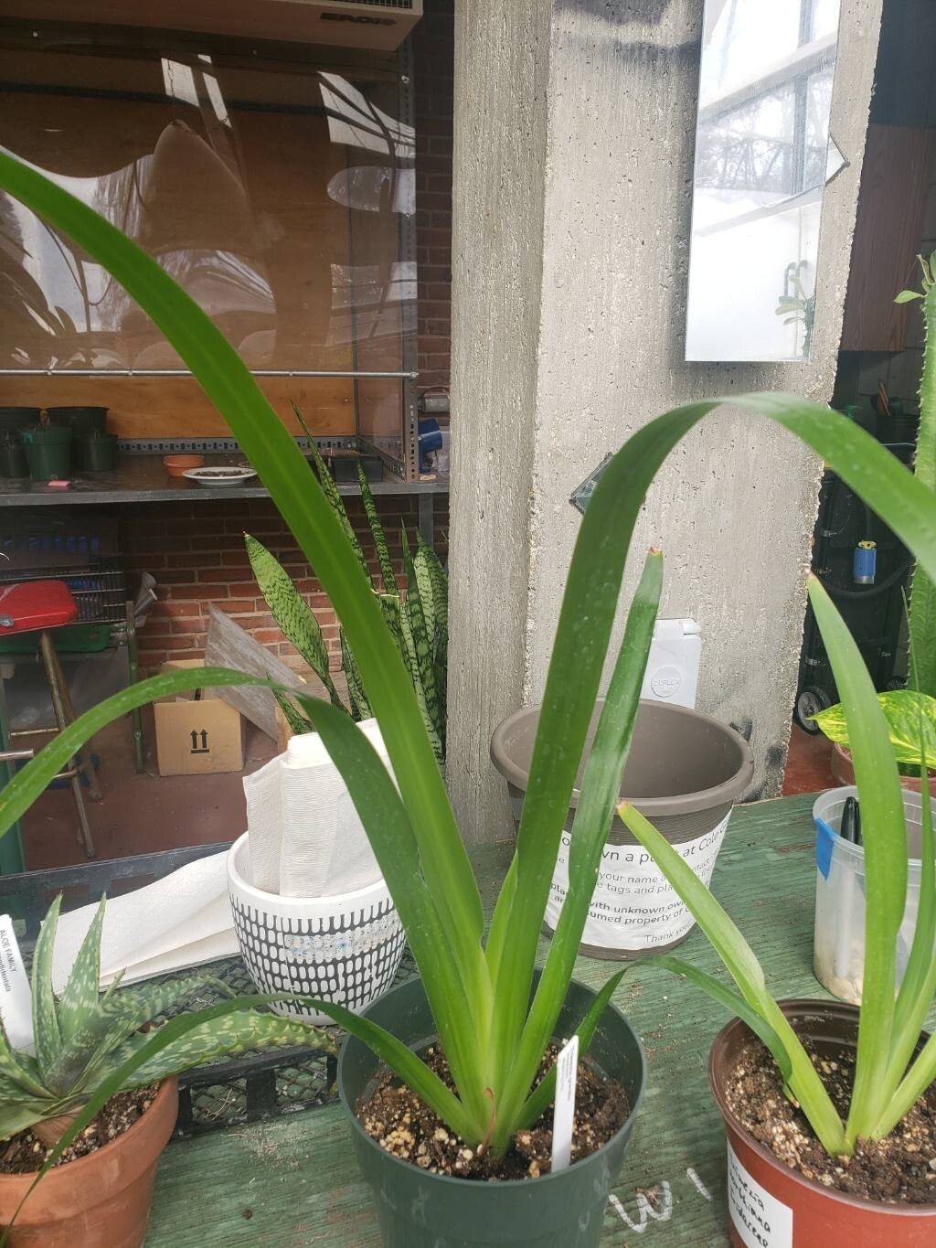 Trimezia gracilis habit