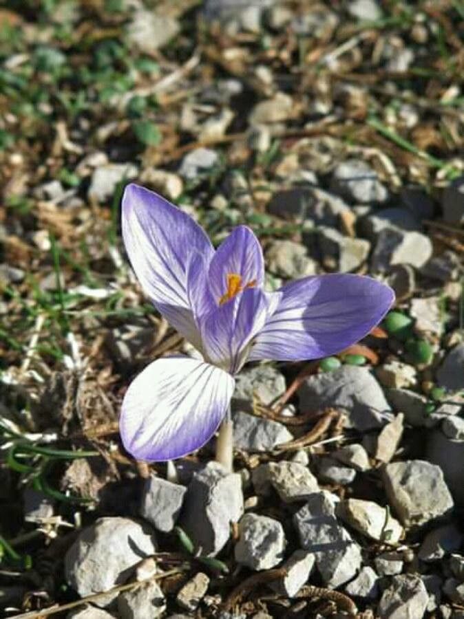 Crocus hermoneus — search result for 'Lebanon'