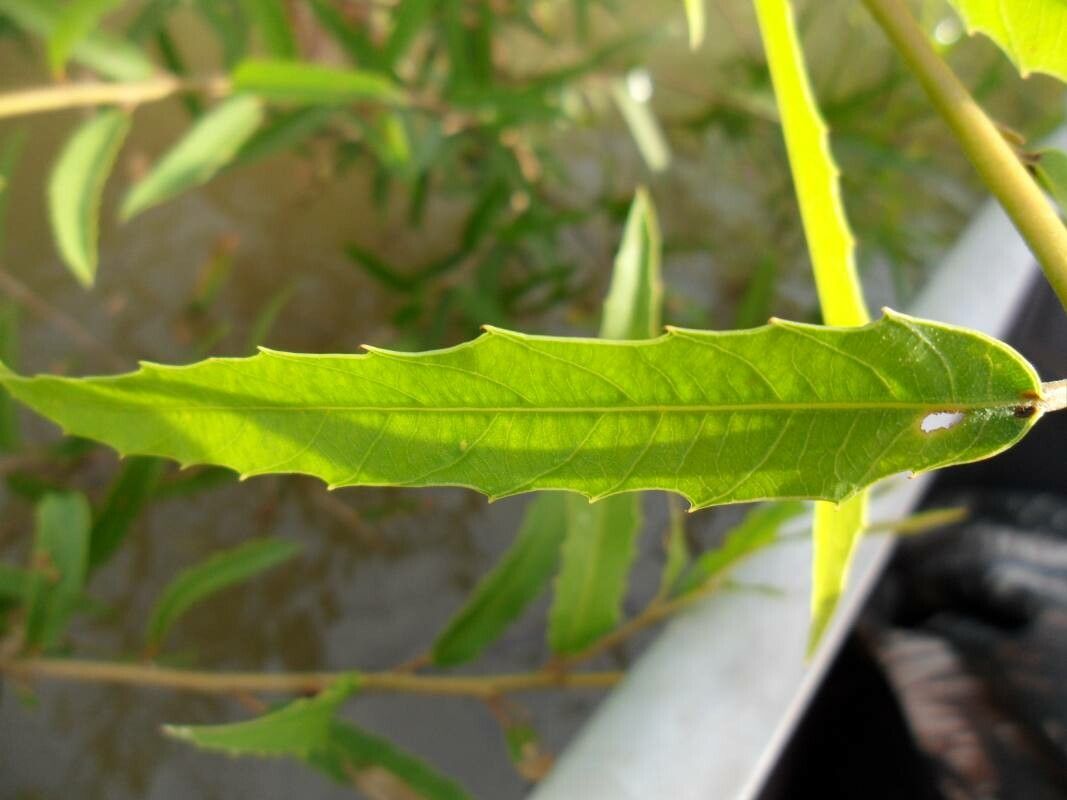 Caperonia castaneifolia — houseplant care guide