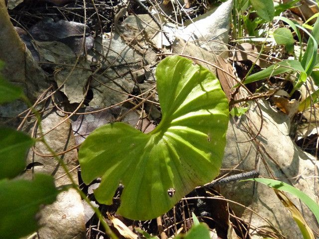 Nervilia aragoana — houseplant care guide