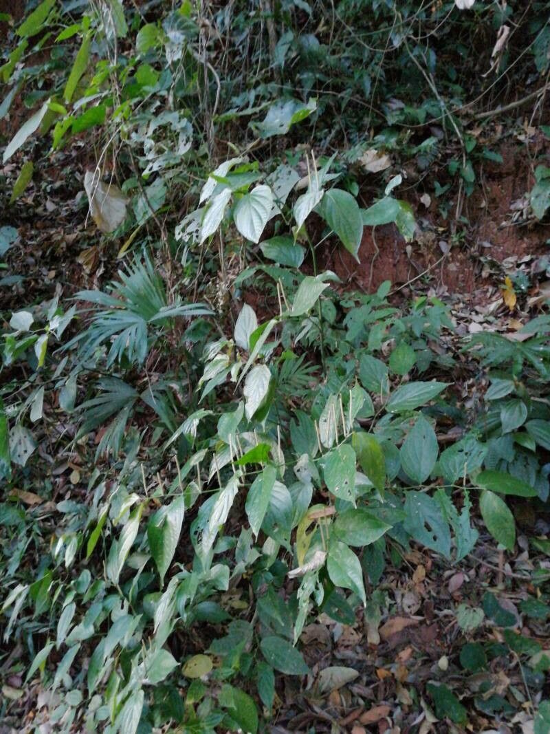 Piper davidianum habit