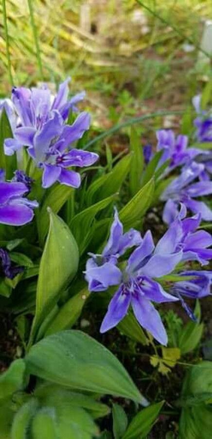 Babiana nana — houseplant care guide