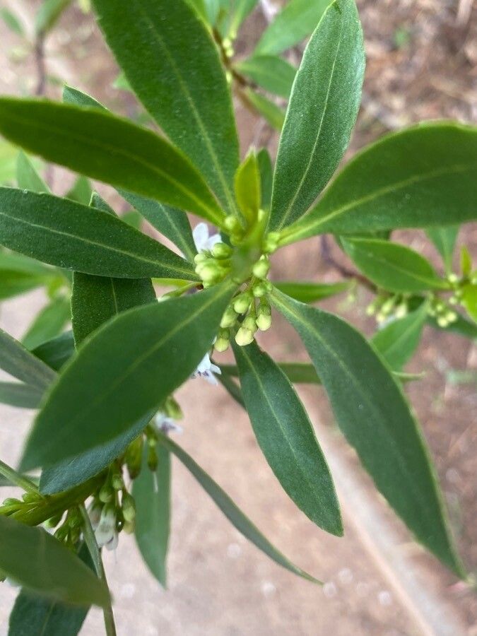 Myoporum insulare — related species from the same genus