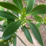 Myoporum insulare