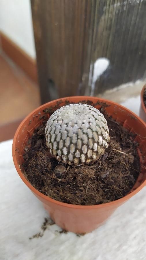 Turbinicarpus pseudopectinatus — search result for 'Cactaceae'