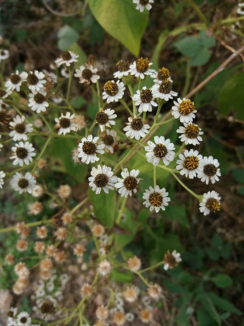 Verbesina microptera flower
