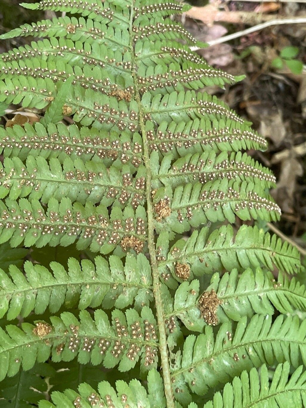 Dryopteris filix-mas fruit