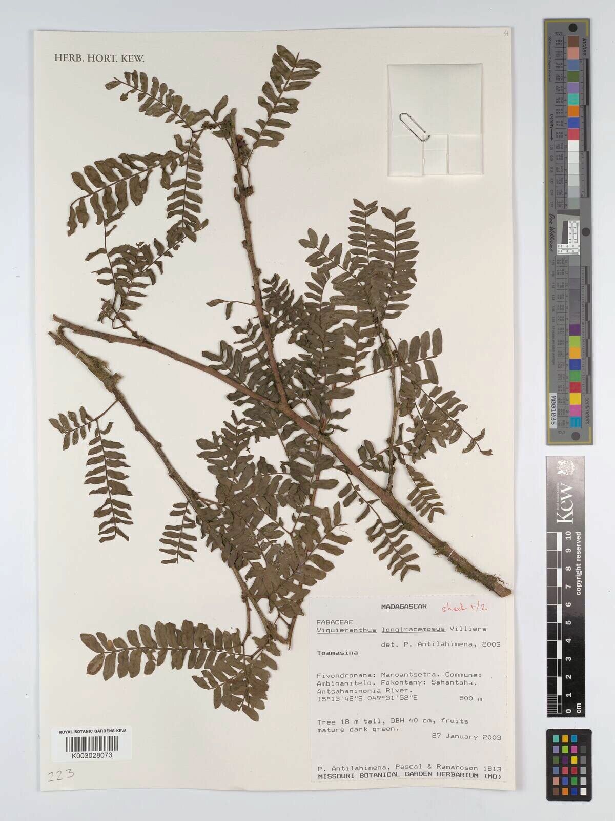 Viguieranthus longiracemosus — related species from the same genus