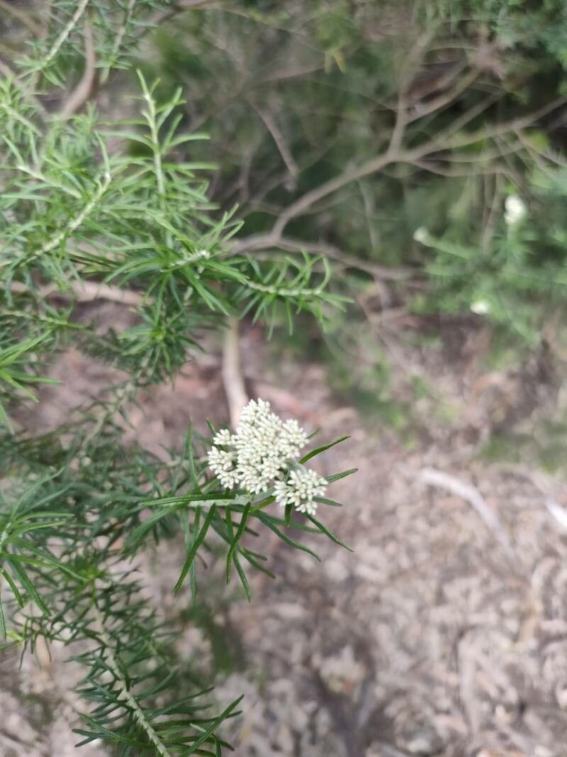 Cassinia aculeata — houseplant care guide