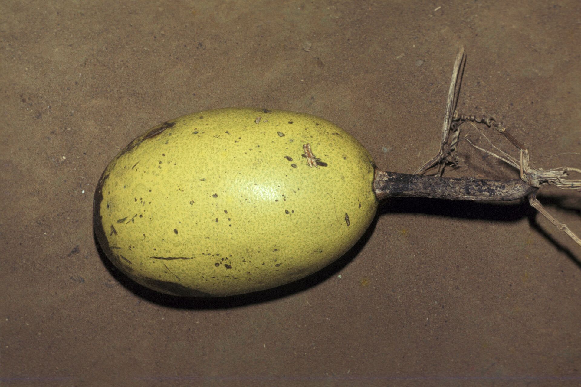 Melothria sphaerocarpa fruit