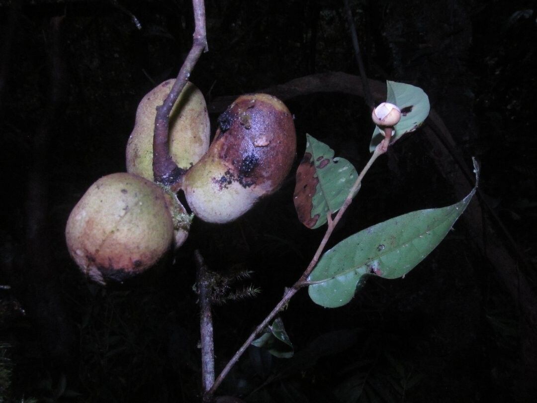 Uvaria decaryana — houseplant care guide